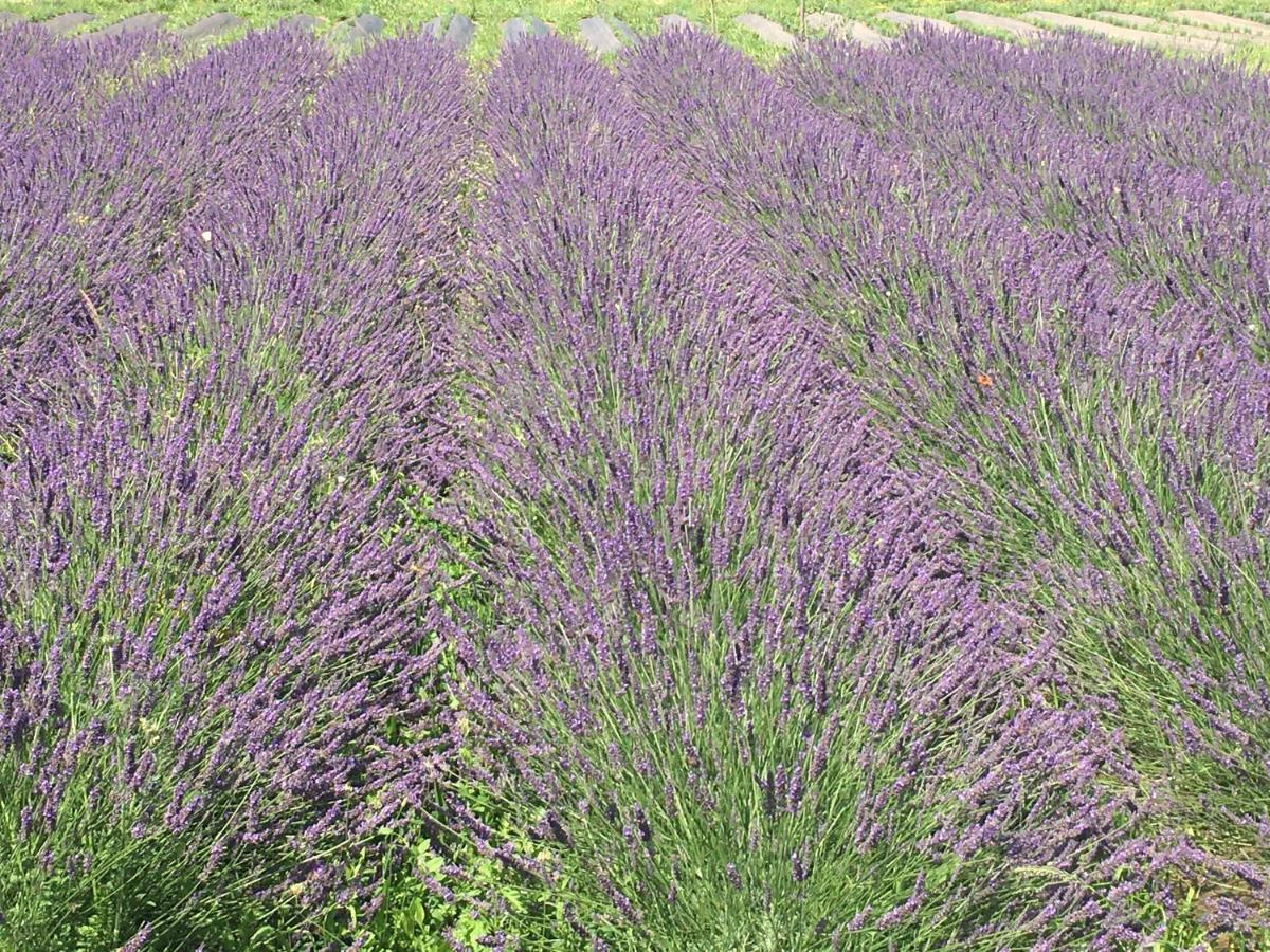 Domaine D'Elusa Vic-Fezensac Bagian luar foto
