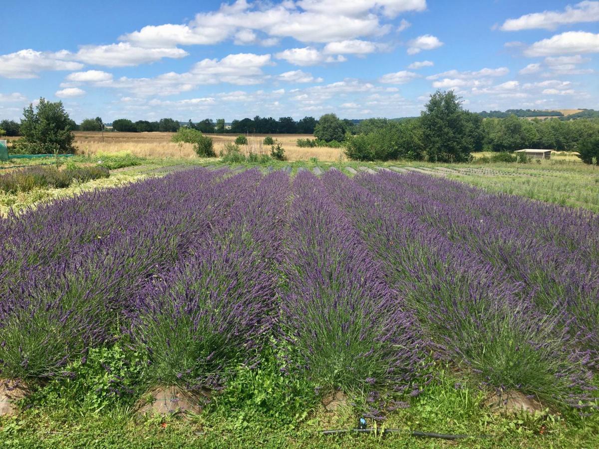 Domaine D'Elusa Vic-Fezensac Bagian luar foto